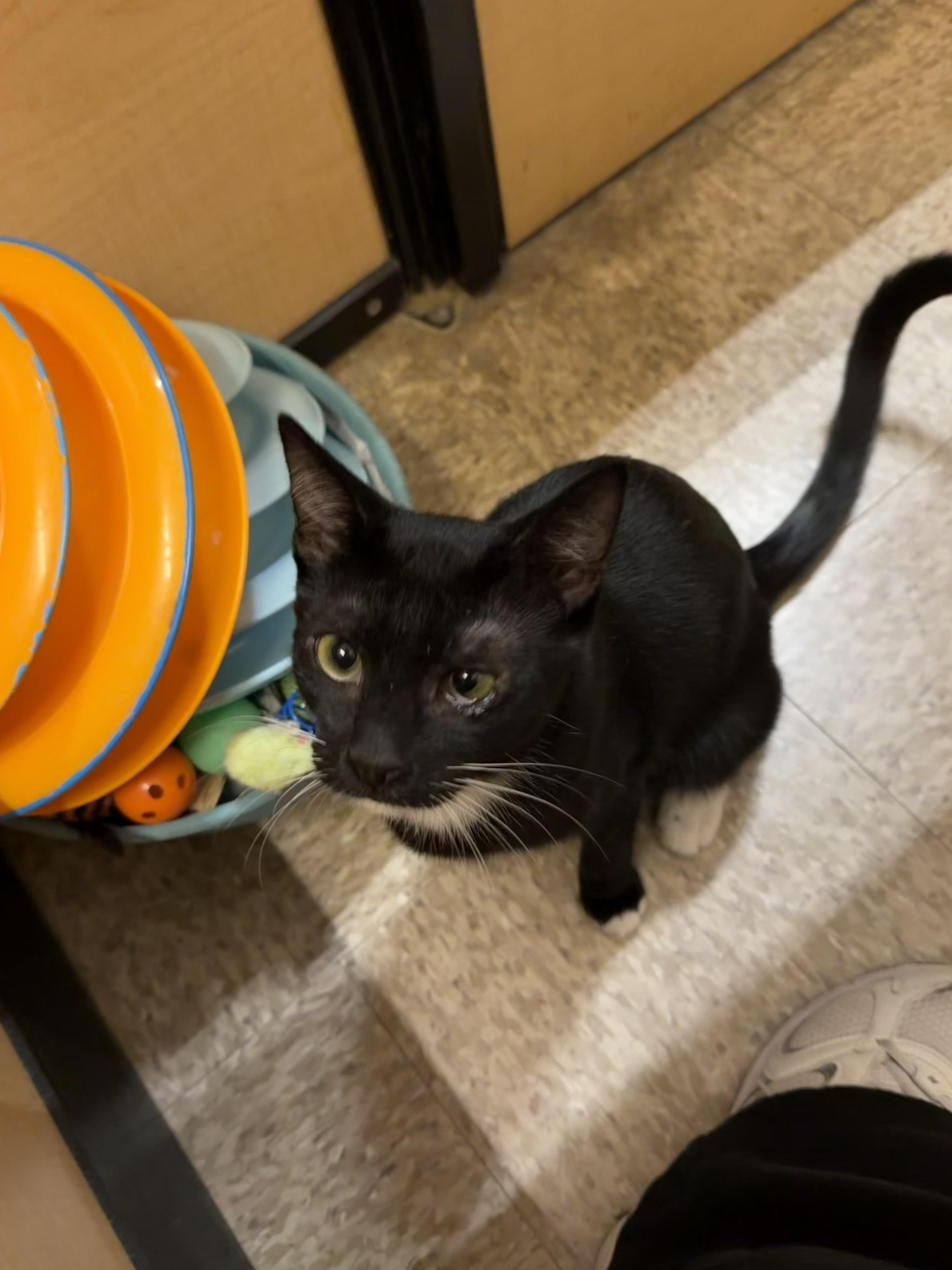 Enlarge Orzo (Bonded with Gnocchi), a ADOPTABLE Domestic Short Hair in Manhattan Beach, CA image 2/3