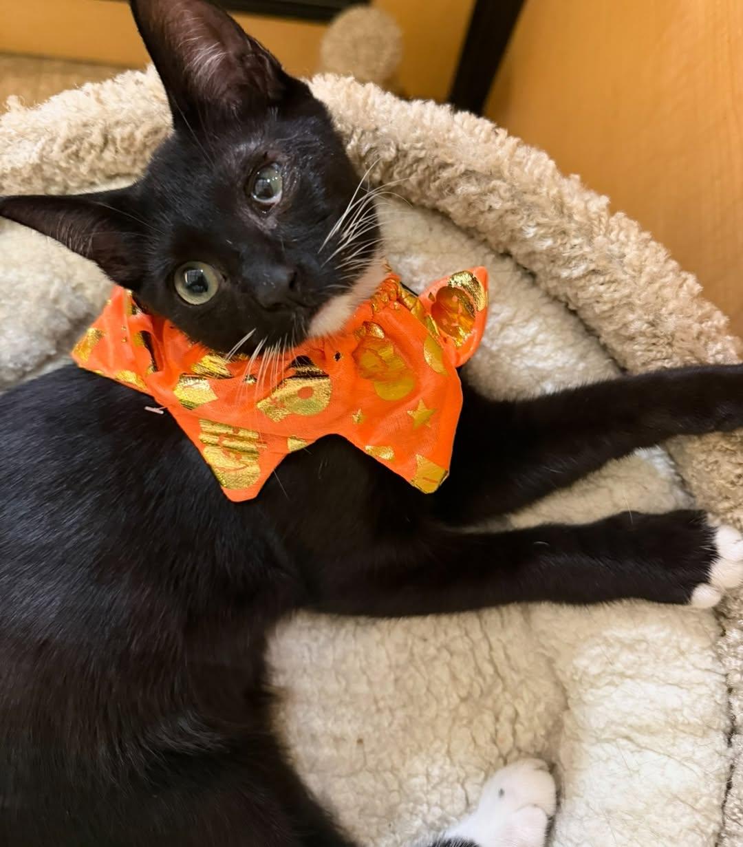 Enlarge Orzo (Bonded with Gnocchi), a ADOPTABLE Domestic Short Hair in Manhattan Beach, CA image 1/3