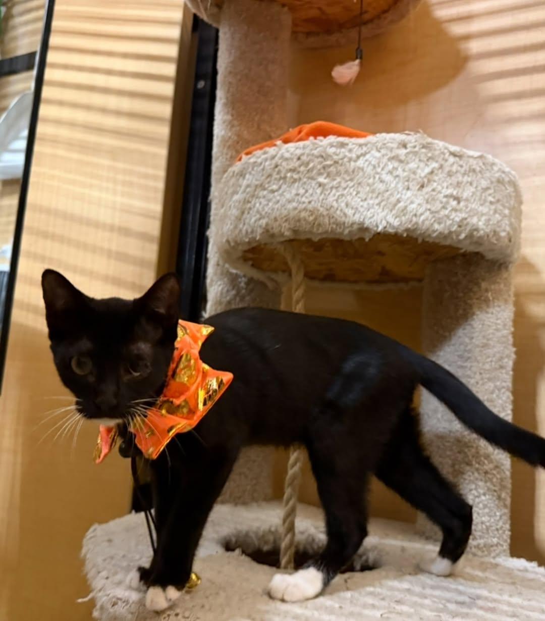 Enlarge Orzo (Bonded with Gnocchi), a ADOPTABLE Domestic Short Hair in Manhattan Beach, CA image 3/3