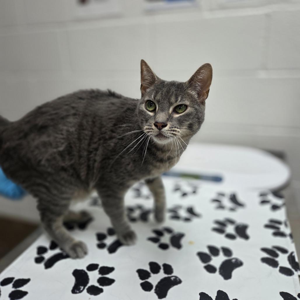 Obi-Wan, Adoptable, Adult Male Domestic Short Hair.