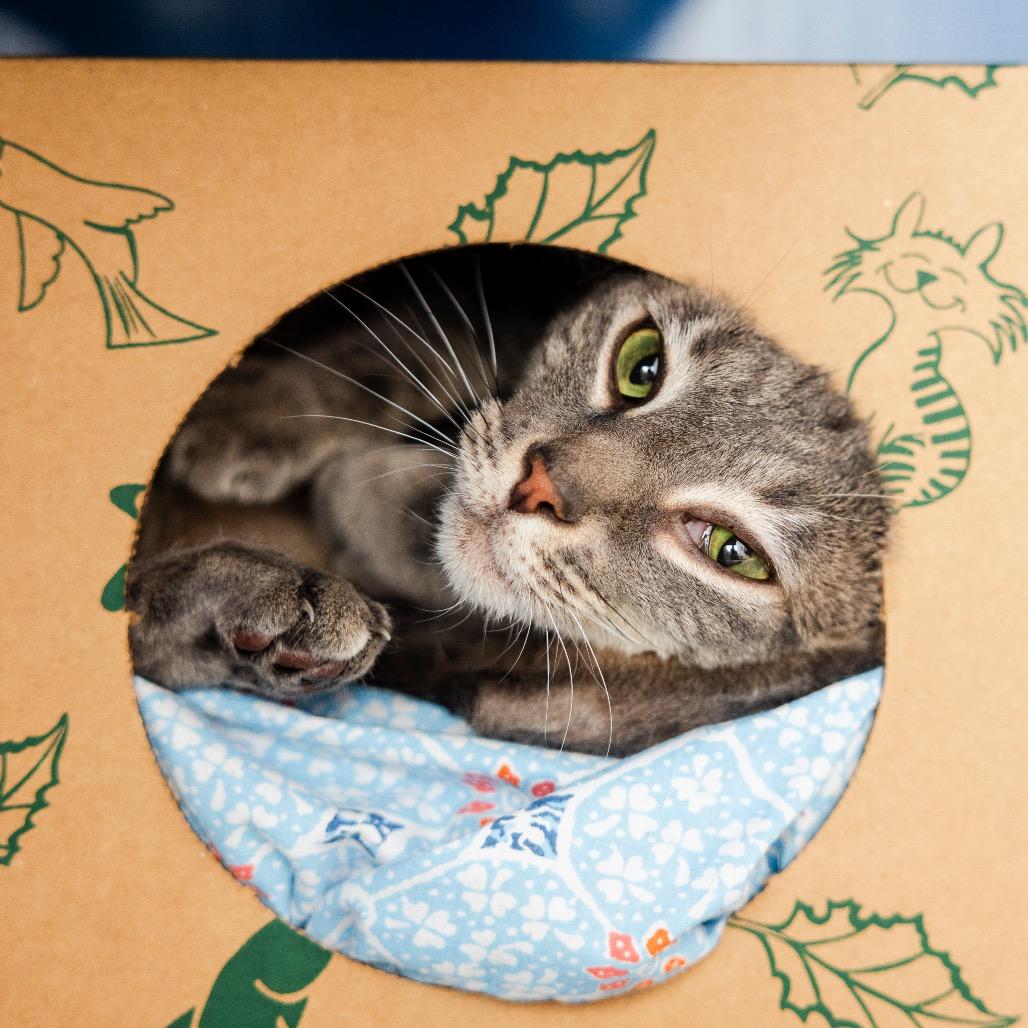 Obi-Wan, a Adoptable Domestic Short Hair in Incline Village, NV image 2/3