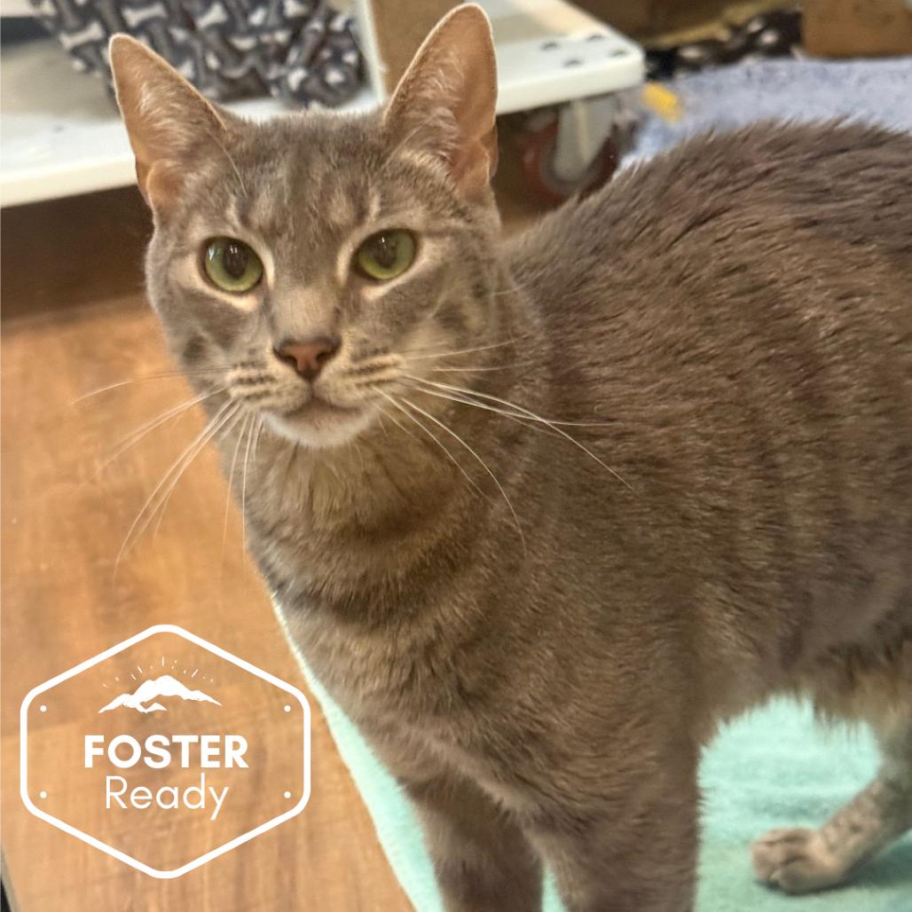 Enlarge Obi-Wan, a Adoptable Domestic Short Hair in Incline Village, NV image 2/4