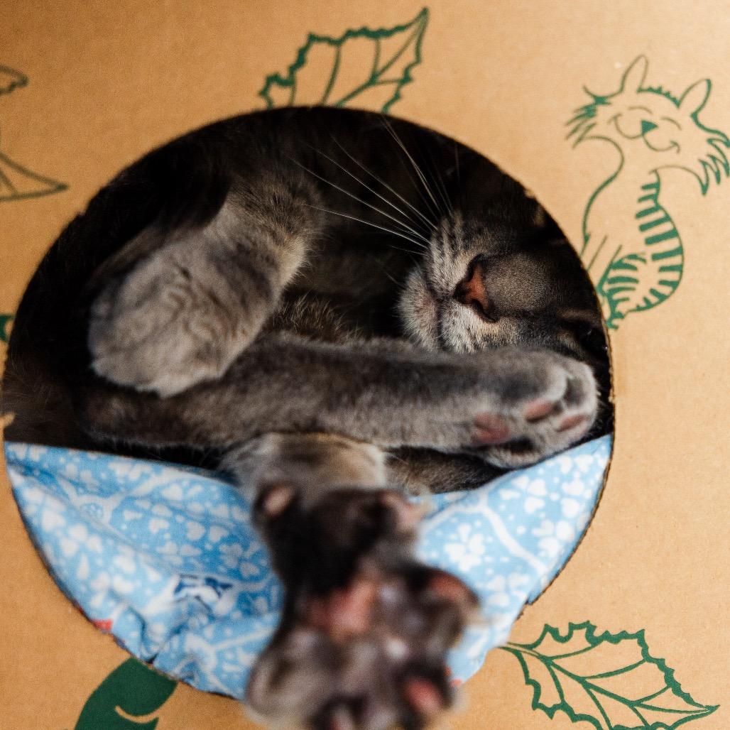 Obi-Wan, a Adoptable Domestic Short Hair in Incline Village, NV image 3/3