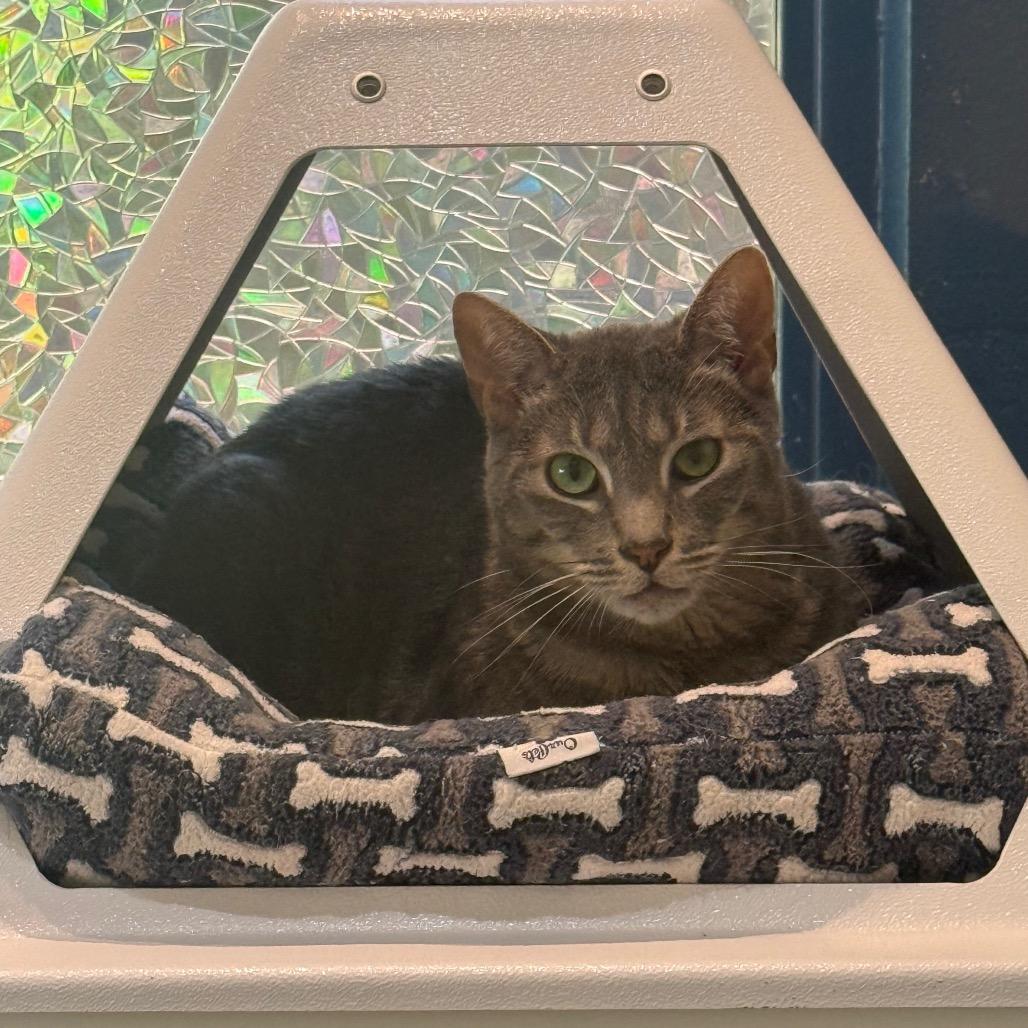 Enlarge Obi-Wan, a Adoptable Domestic Short Hair in Incline Village, NV image 4/4