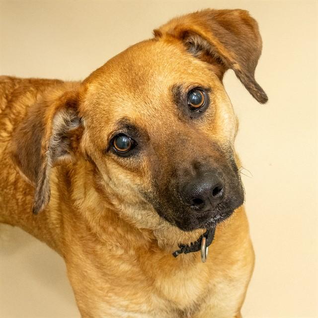 EMPANADA, Adoptable, Adult Male Labrador Retriever & English Coonhound.
