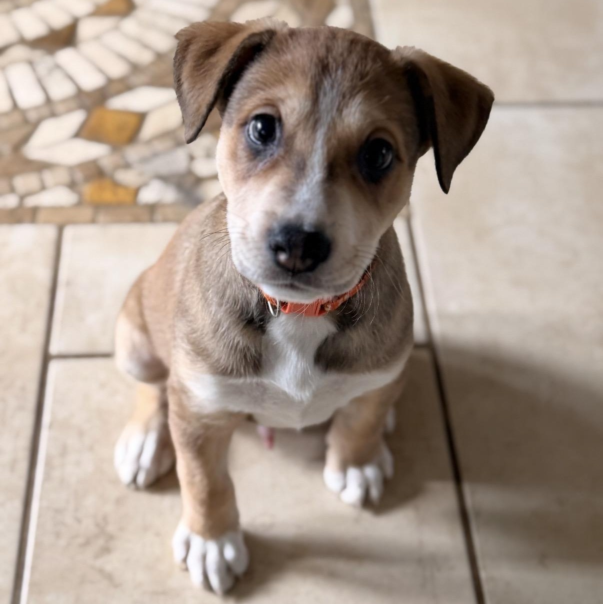 Enlarge Skittles, a Adoptable mixed breed in Hamilton , NJ image 1/1