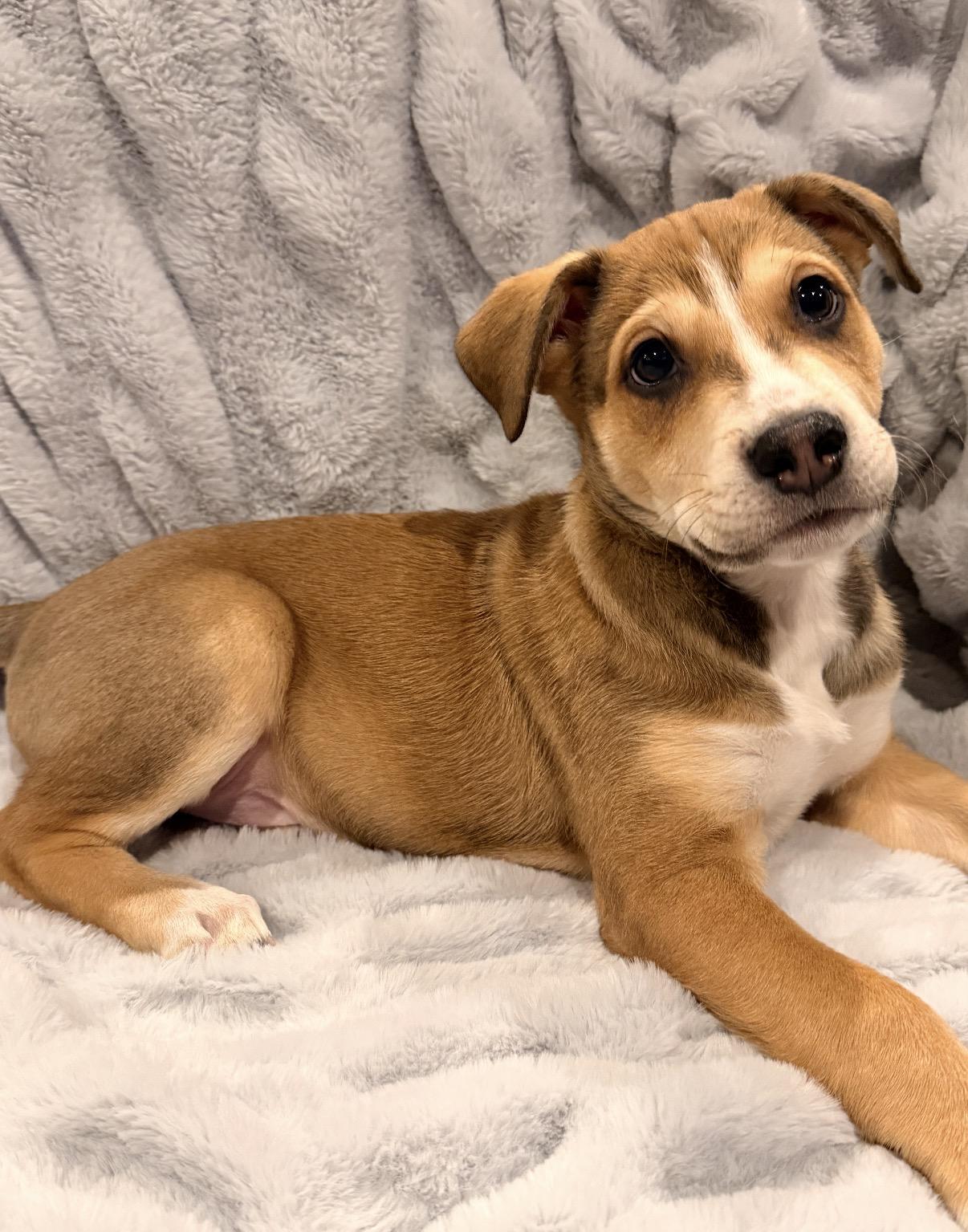 Skittles, an adopted mixed breed in Hamilton , NJ image 2/2