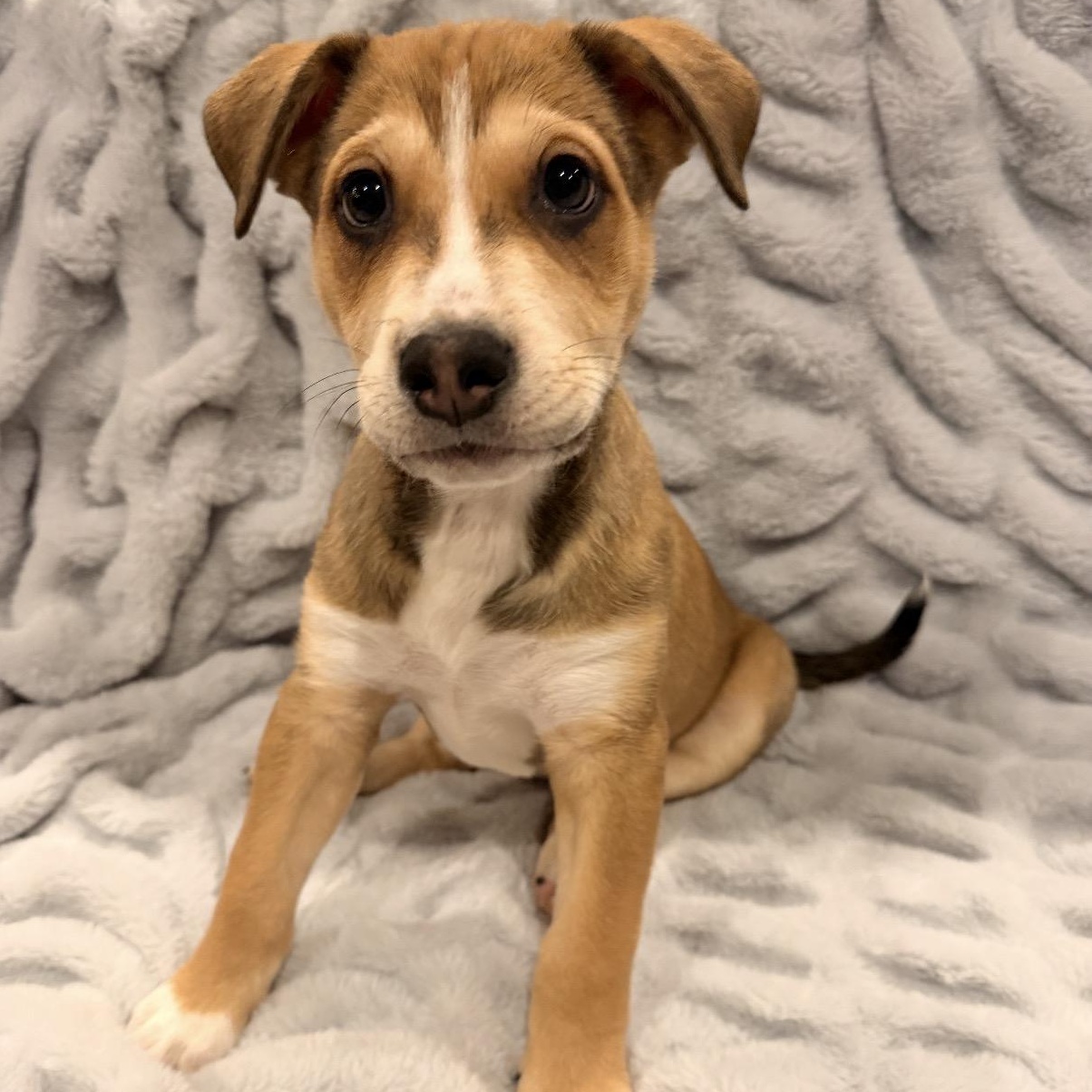 Skittles, adopted, Puppy Male Australian Shepherd & Labrador Retriever.