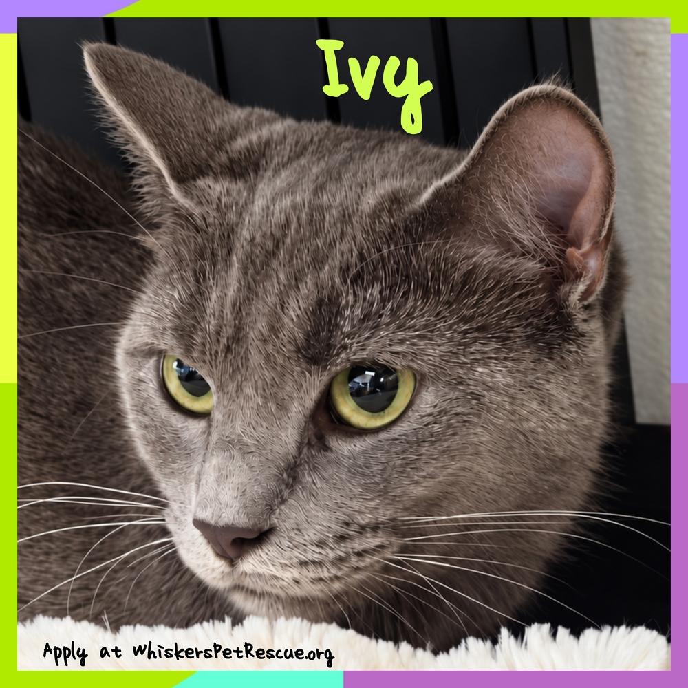 Enlarge Ivy, a Adoptable mixed breed in Southbury, CT image 1/1