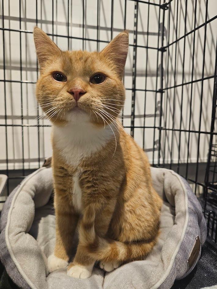 Garfield, Adoptable, Young Male Domestic Short Hair.