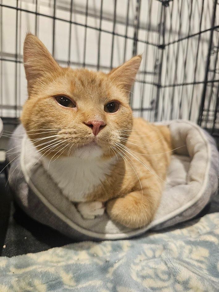 Enlarge Garfield, a Adoptable mixed breed in St. Cloud, MN image 2/4