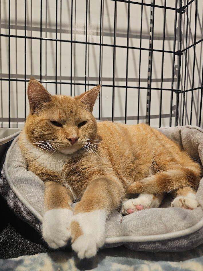 Enlarge Garfield, a Adoptable mixed breed in St. Cloud, MN image 3/4