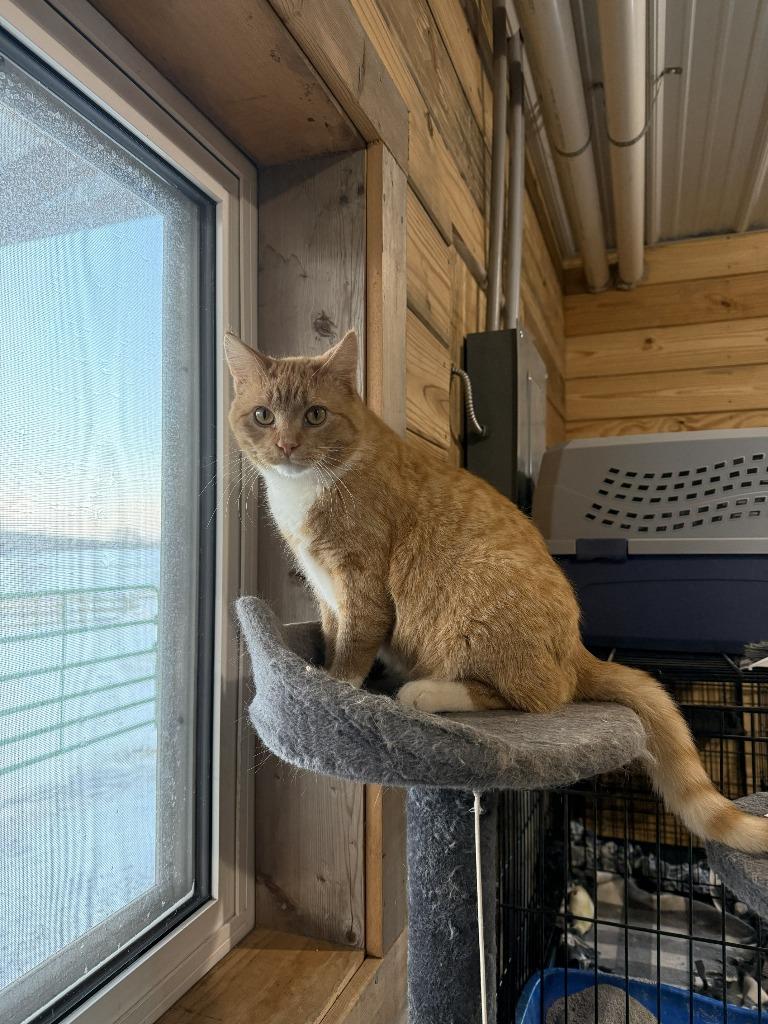 Enlarge Garfield, a Adoptable mixed breed in St. Cloud, MN image 4/4