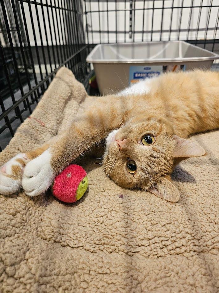 Enlarge Garfield, a Adoptable mixed breed in St. Cloud, MN image 2/5