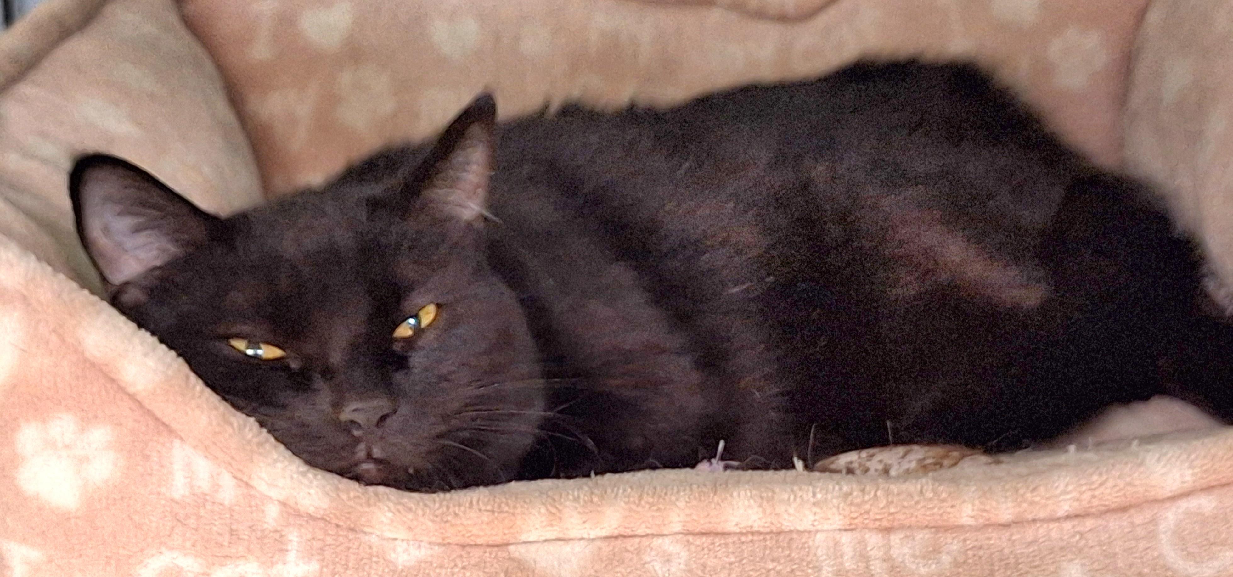 Enlarge Bella, a Adoptable mixed breed in Spokane, WA image 3/3