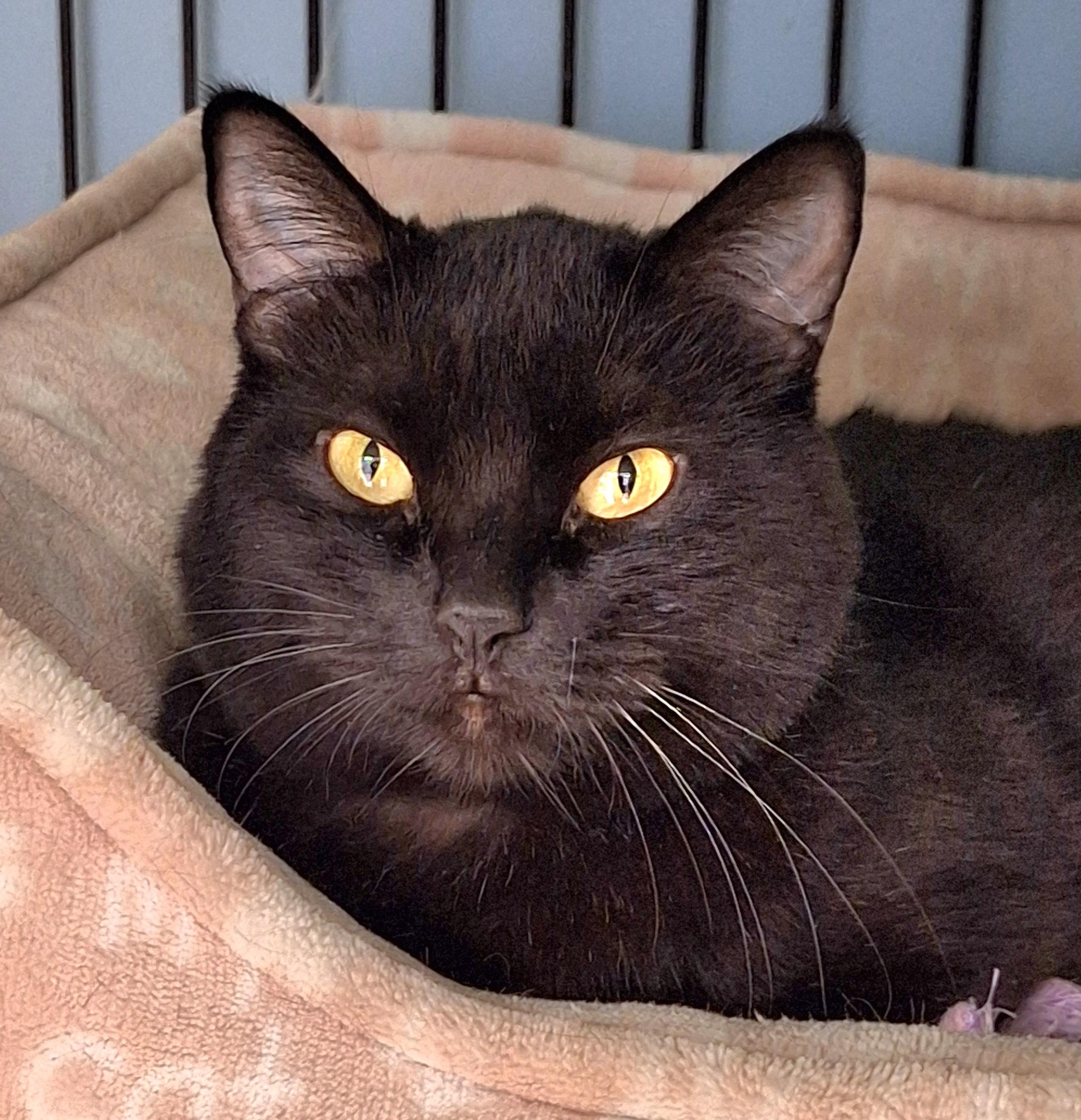 Enlarge Bella, a Adoptable mixed breed in Spokane, WA image 1/3