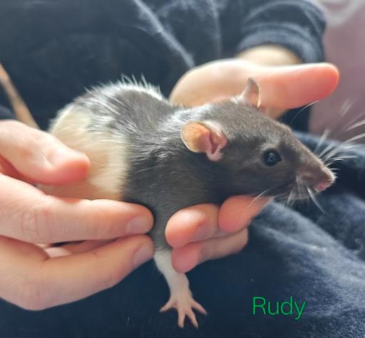 Rudy, Adoptable, Young Male Rat.