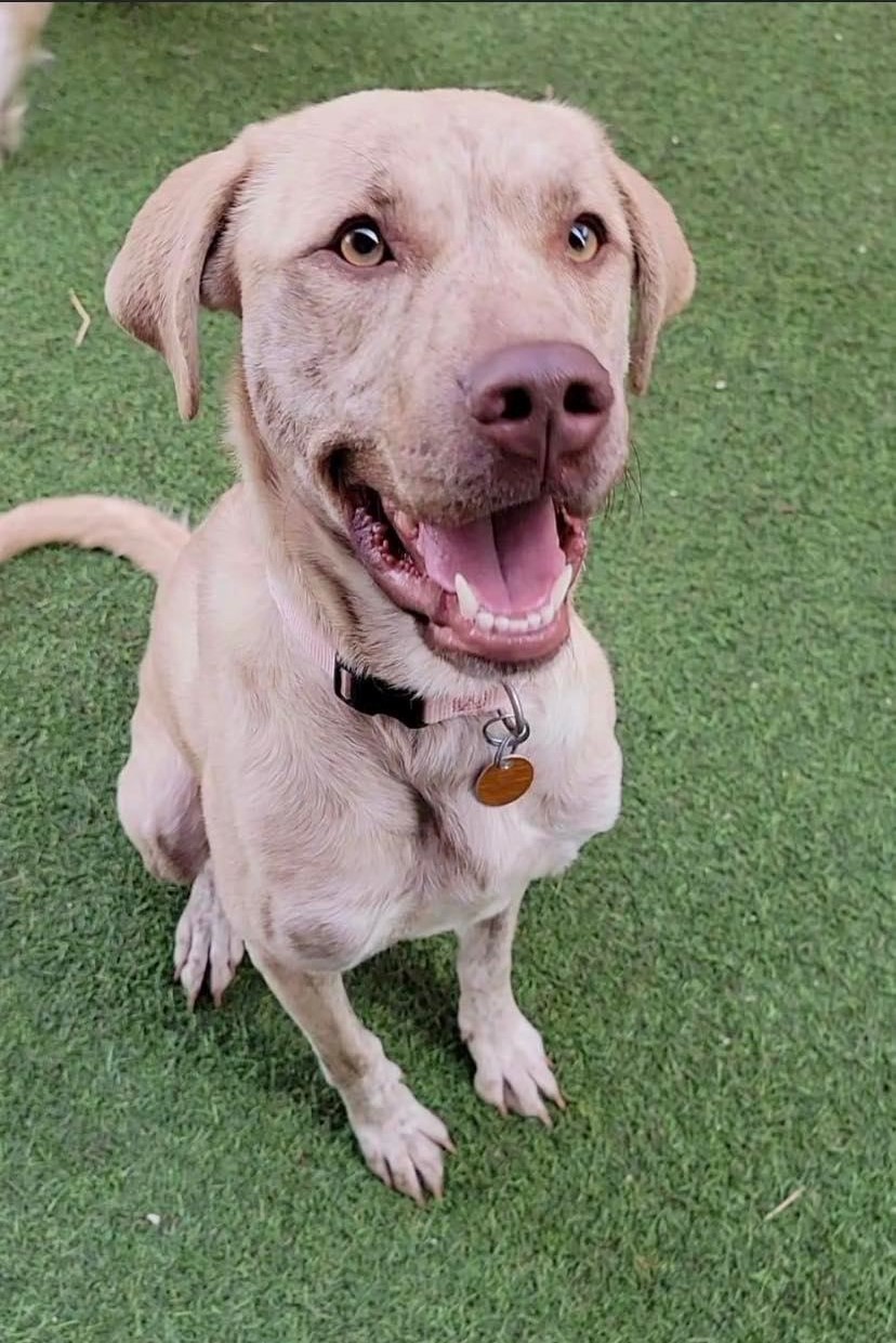 Enlarge Lulu, a Adoptable mixed breed in San Antonio, TX image 1/2