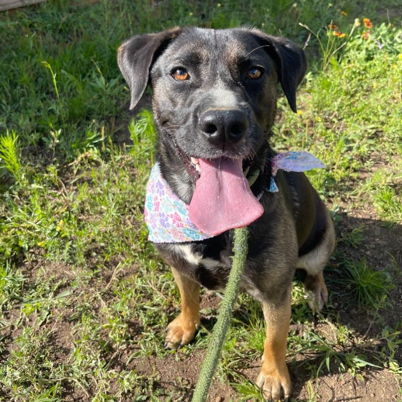 Wednesday, Adoptable, Young Female Labrador Retriever & Australian Cattle Dog / Blue Heeler.