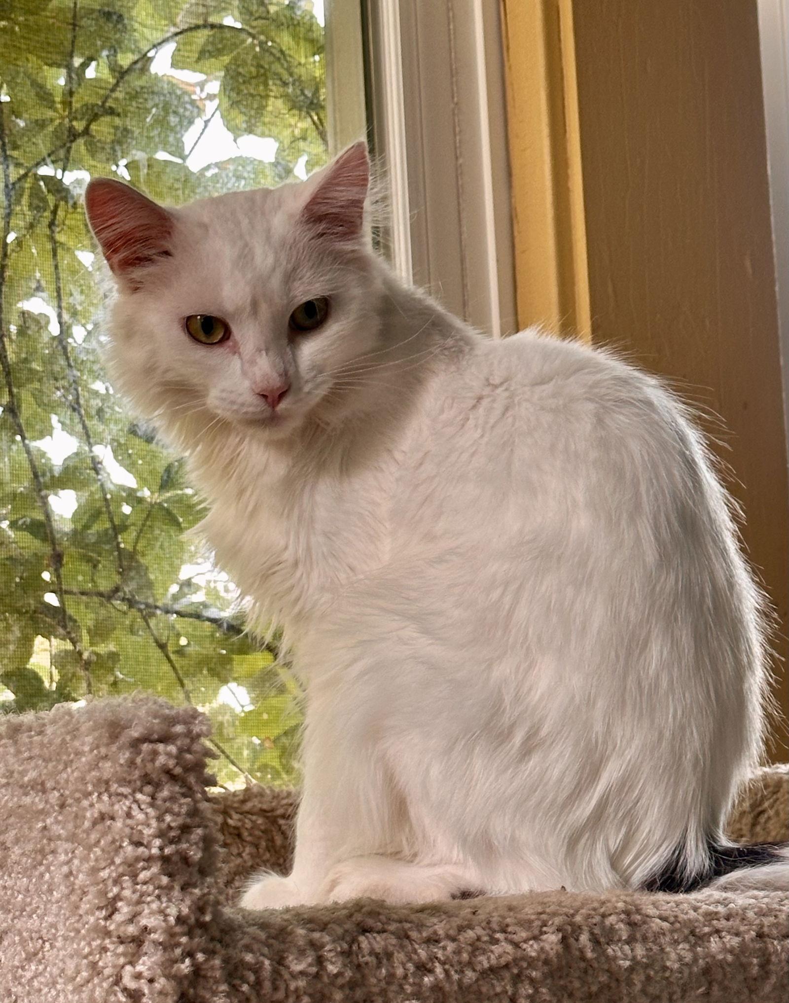 Joe, a Adoptable Domestic Long Hair in Maywood, IL image 1/3