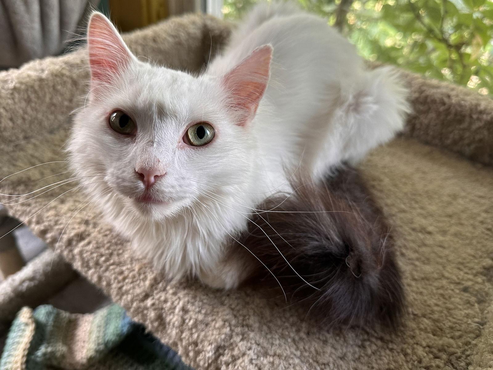 Joe, a Adoptable Domestic Long Hair in Maywood, IL image 2/3