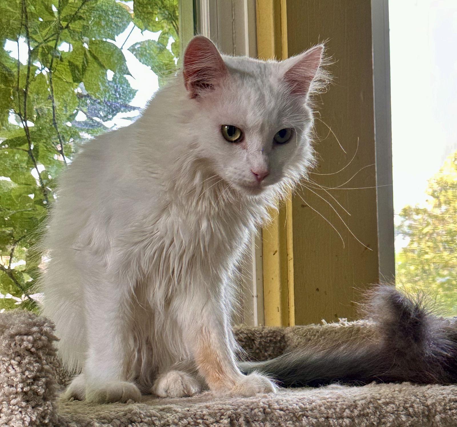 Joe, a Adoptable Domestic Long Hair in Maywood, IL image 3/3