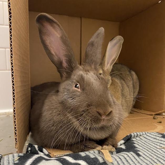 Jobu and Jenny, Adoptable, Adult Female American.