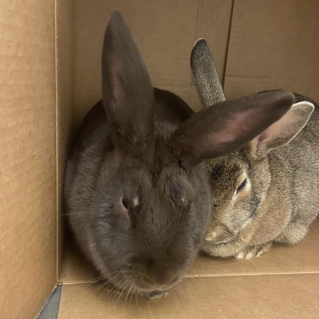 Enlarge Jobu and Jenny, a Adoptable American in Pittsburgh, PA image 6/6
