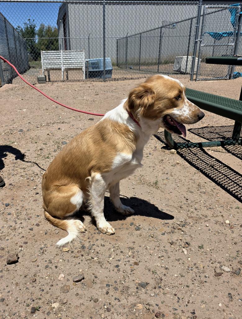 Roxi, Adoptable, Young Female Collie & Mixed Breed.