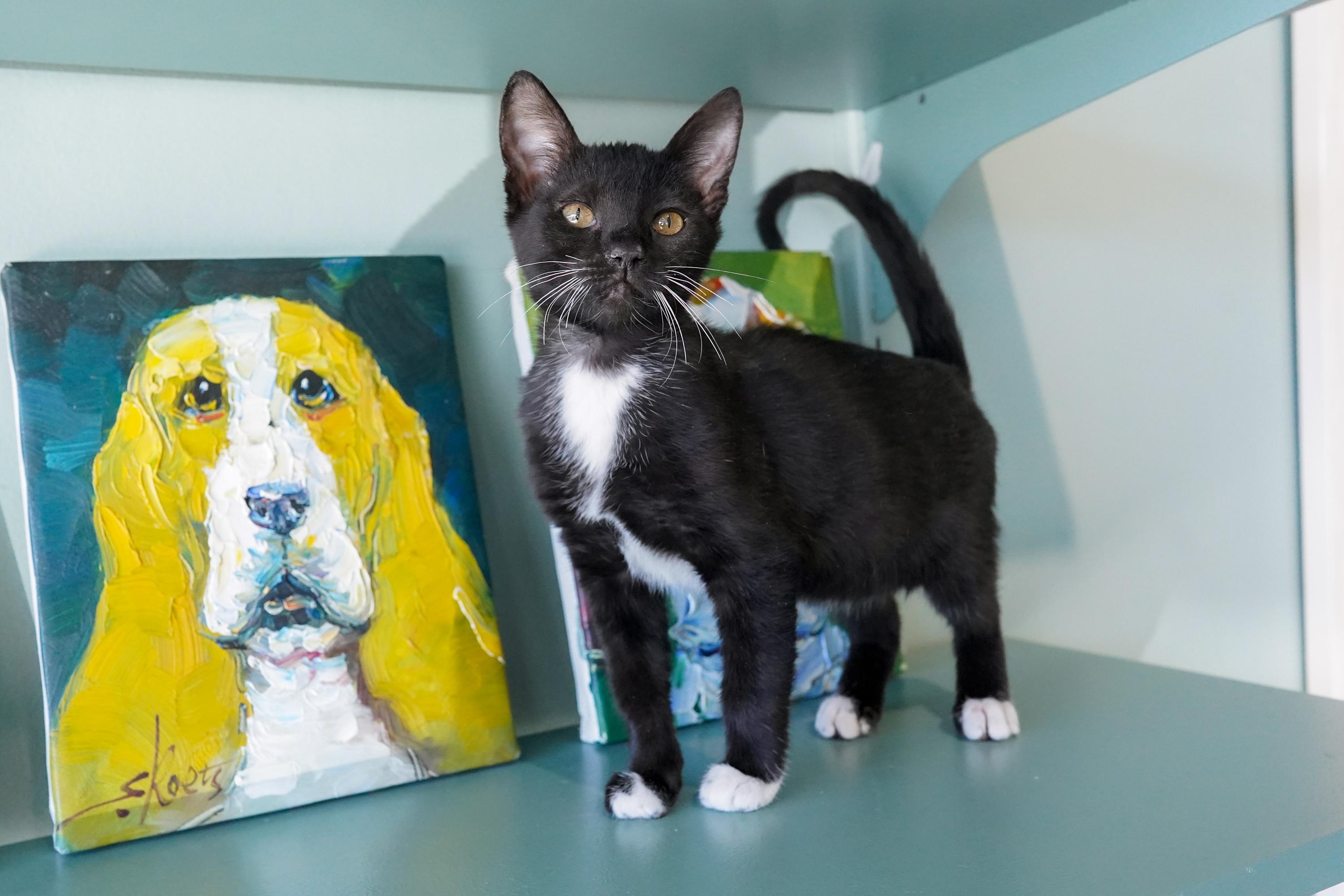 Enlarge Mouse, a ADOPTABLE Domestic Short Hair in San Antonio, TX image 3/4