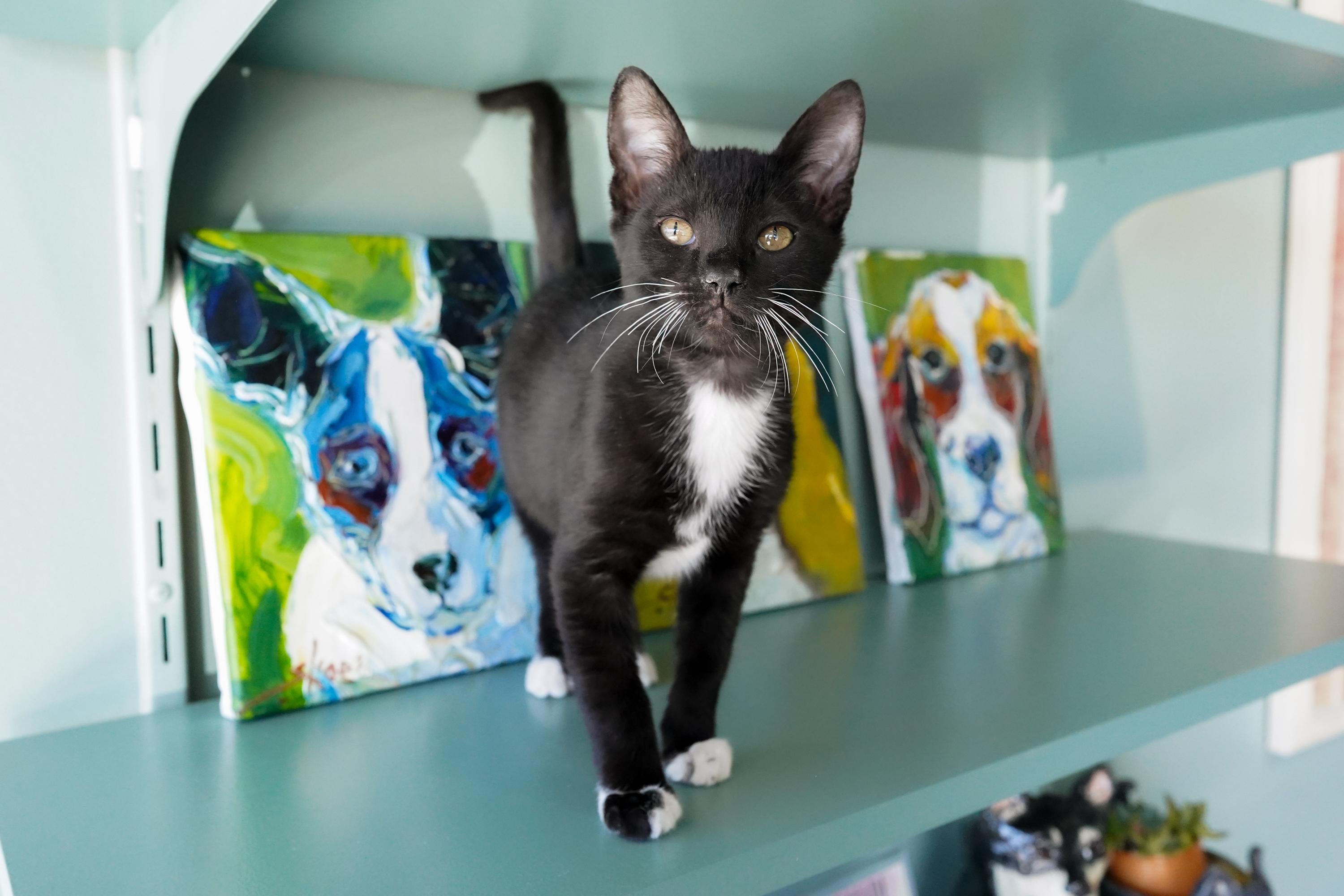 Enlarge Mouse, a ADOPTABLE Domestic Short Hair in San Antonio, TX image 4/4