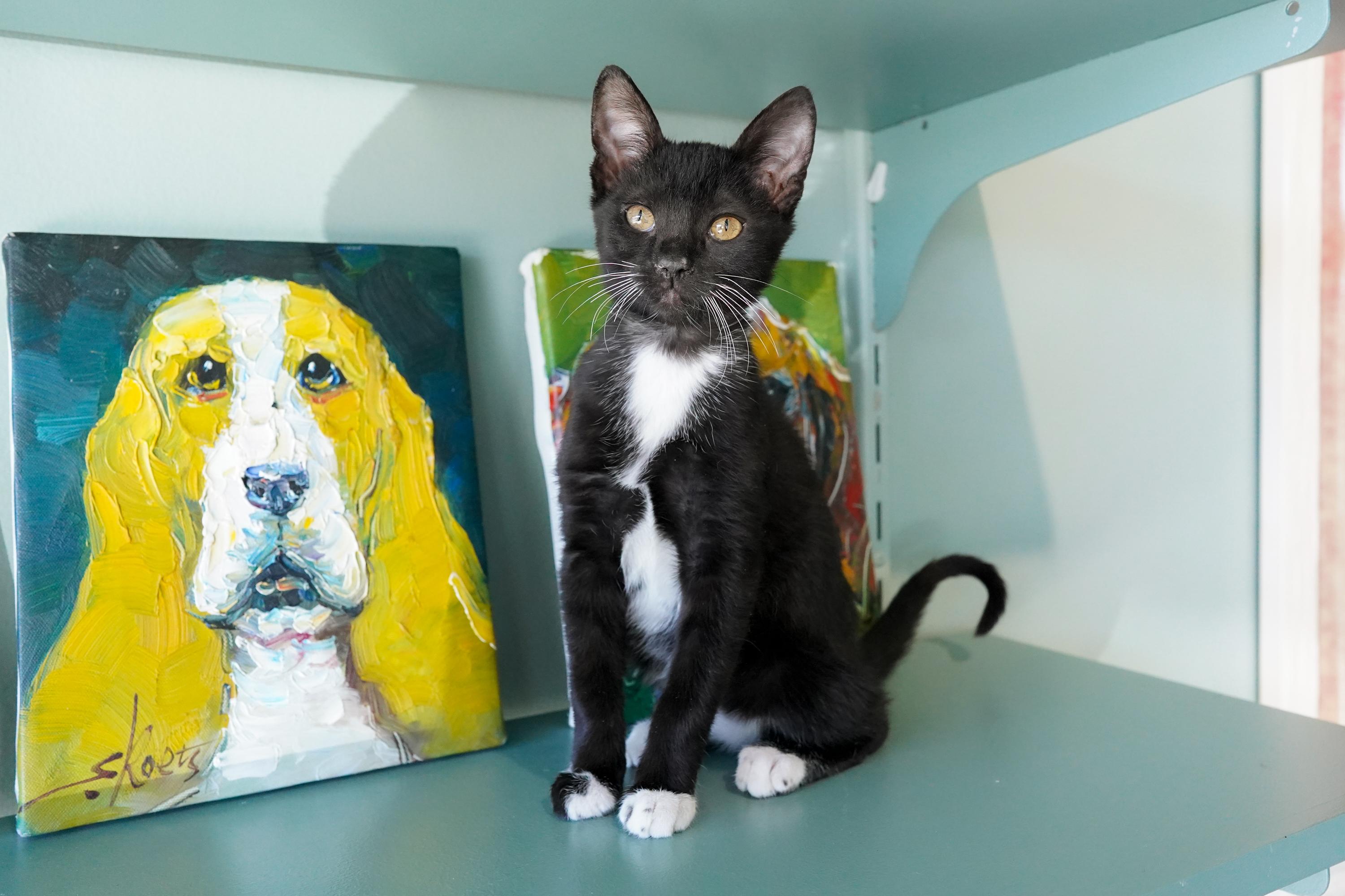 Mouse, ADOPTABLE, Kitten Male Domestic Short Hair.