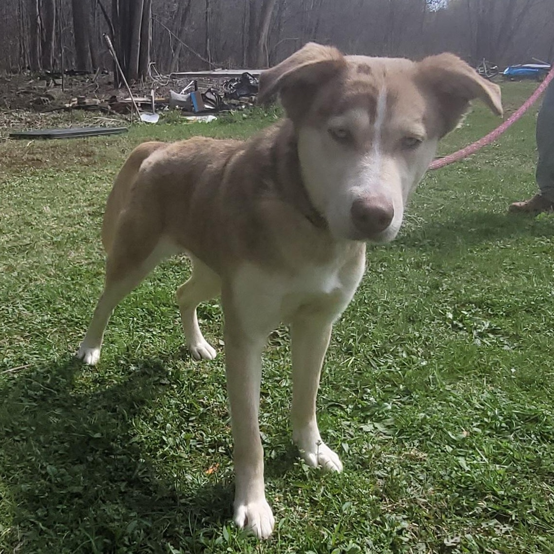 Foxy (Courtesy Post), ADOPTABLE, Young Female Husky & Catahoula Leopard Dog.