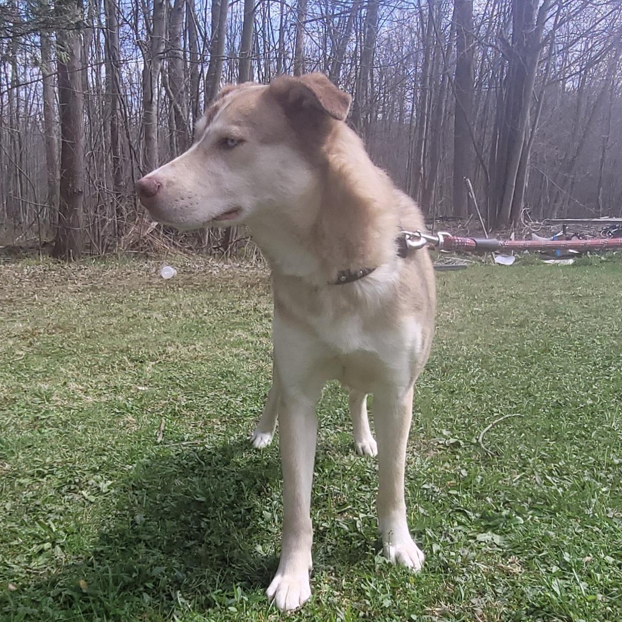 Enlarge Foxy (Courtesy Post), a ADOPTABLE mixed breed in Oswego, NY image 2/3