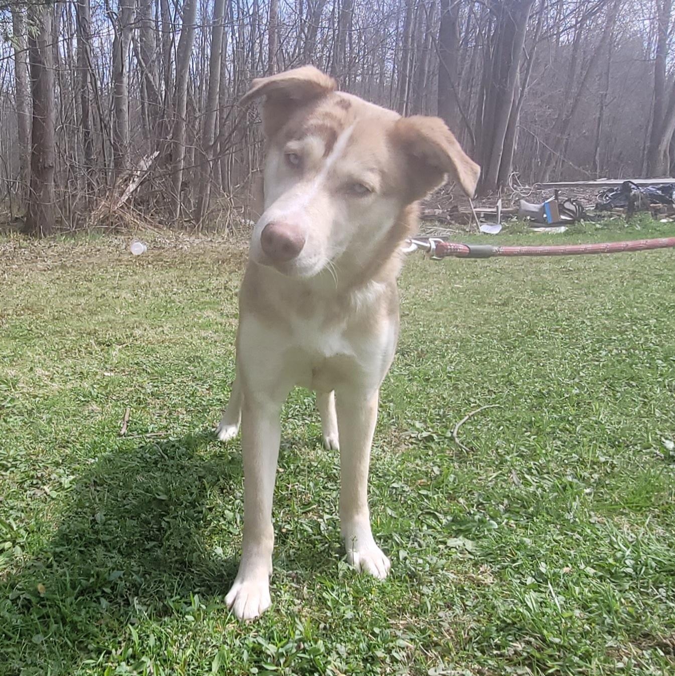 Enlarge Foxy (Courtesy Post), a ADOPTABLE mixed breed in Oswego, NY image 3/3