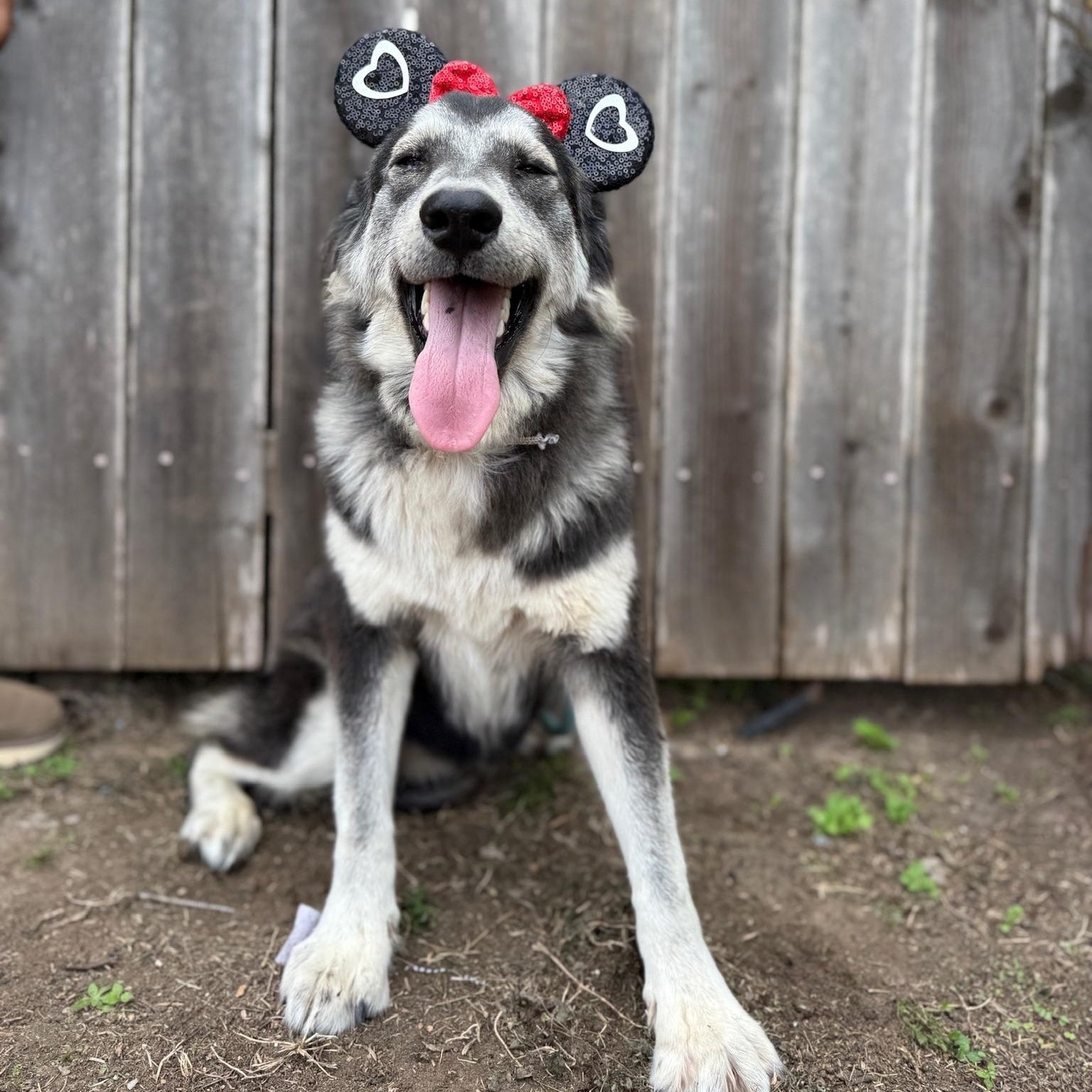 Princess, an adoptable Shepherd in Eau Claire, WI, 54703 | Photo Image 2