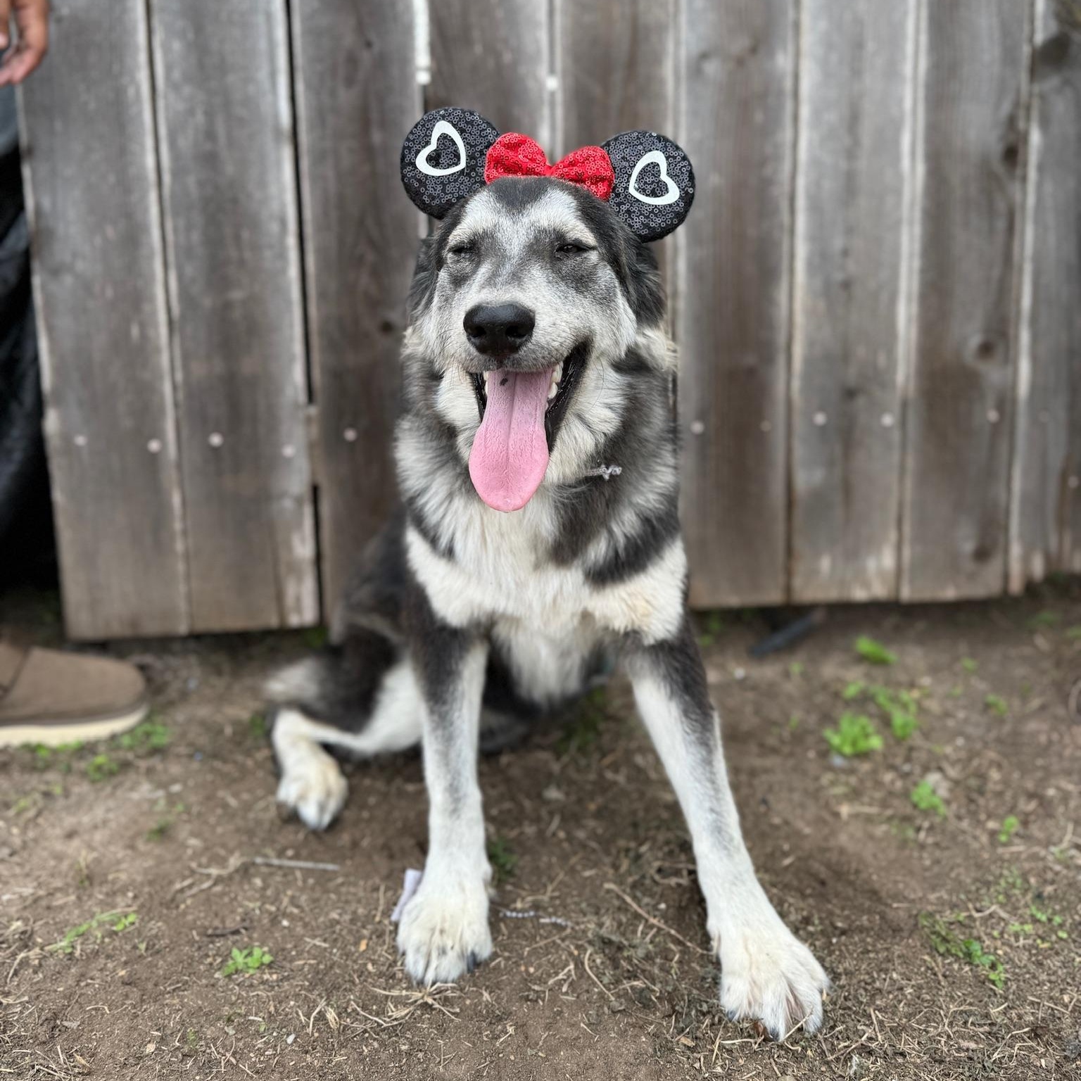 Princess, an adoptable Shepherd in Eau Claire, WI, 54703 | Photo Image 3