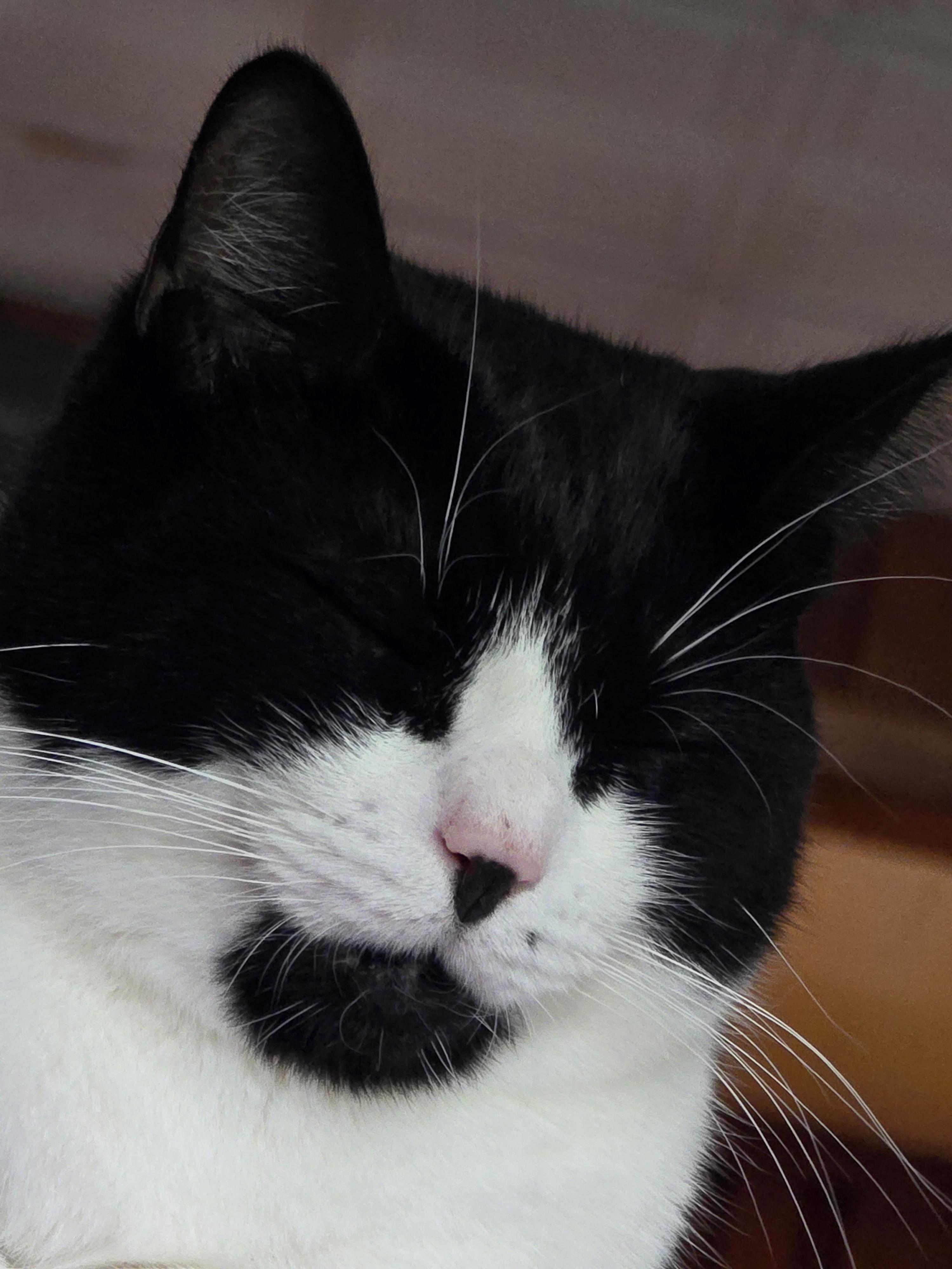 Angus, a Adoptable Domestic Short Hair in Sanford, NC image 2/6