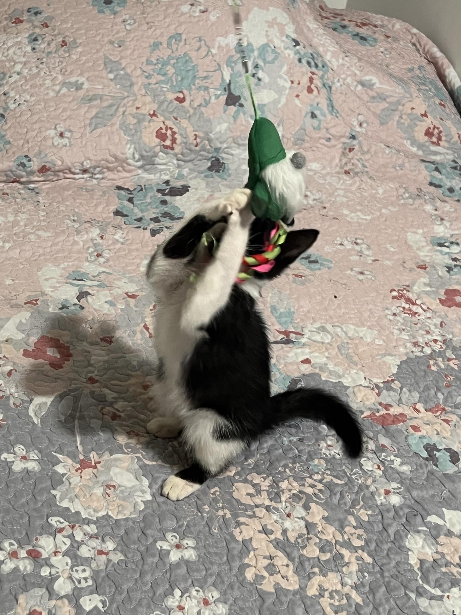 Angus, a Adoptable Domestic Short Hair in Sanford, NC image 3/6