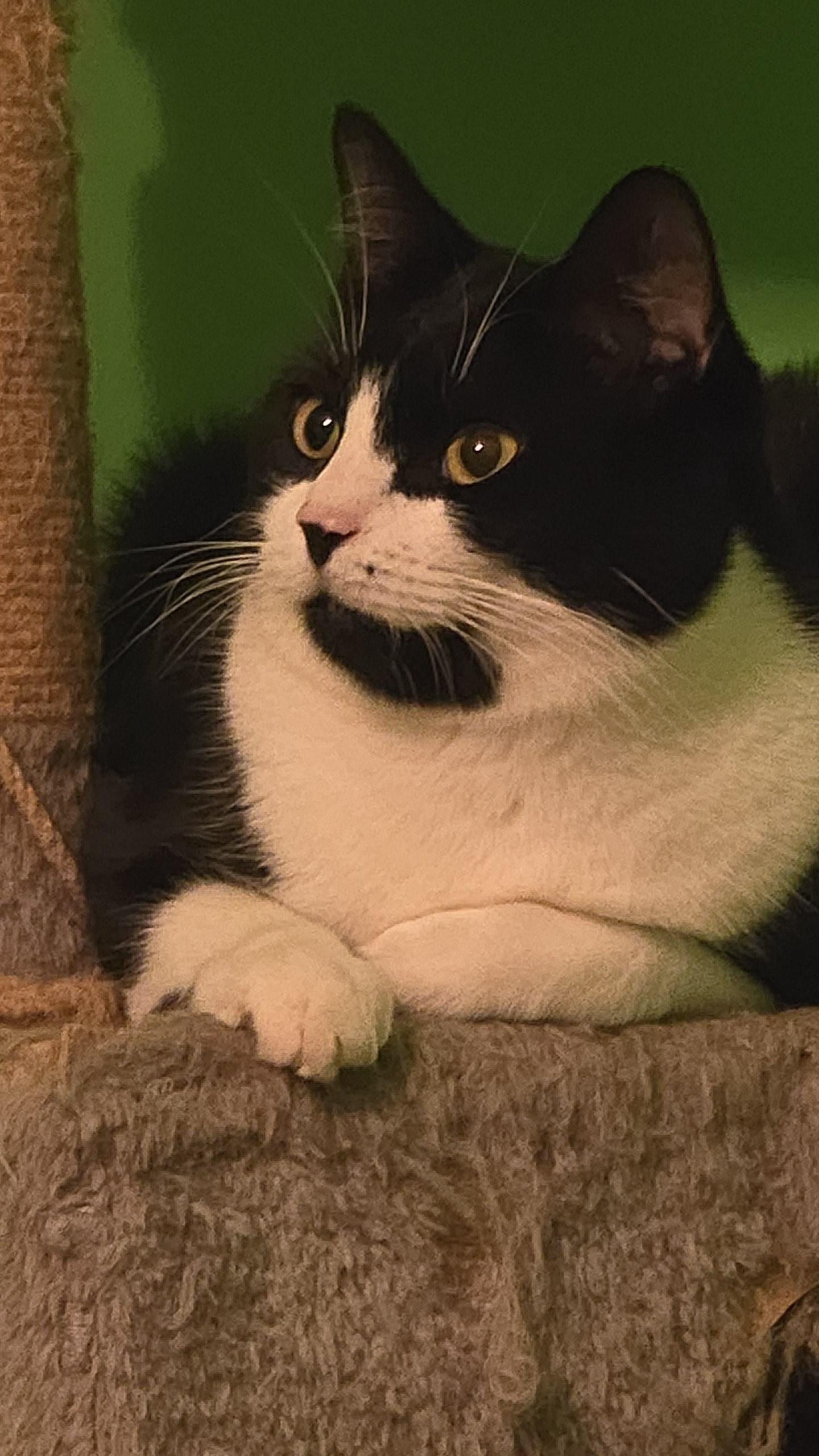 Angus, a Adoptable Domestic Short Hair in Sanford, NC image 4/6