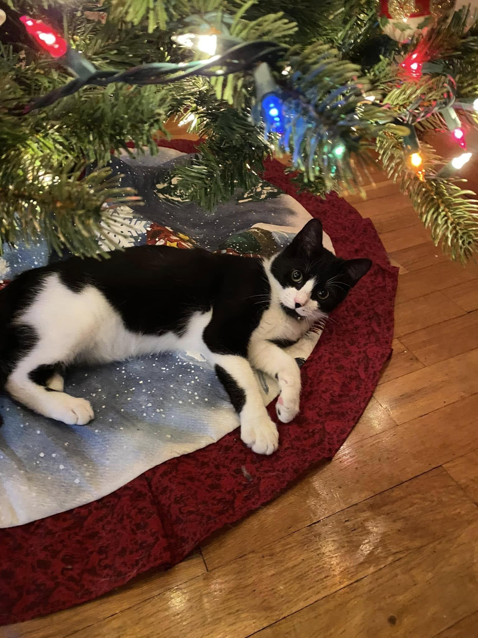 Angus, a Adoptable Domestic Short Hair in Sanford, NC image 5/6