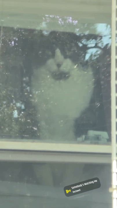 Enlarge Angus, a Adoptable Domestic Short Hair in Sanford, NC video 6/6