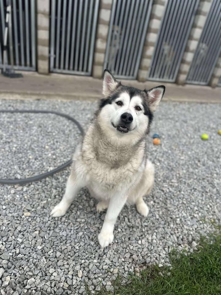Meia, ADOPTABLE, Adult Female Siberian Husky.