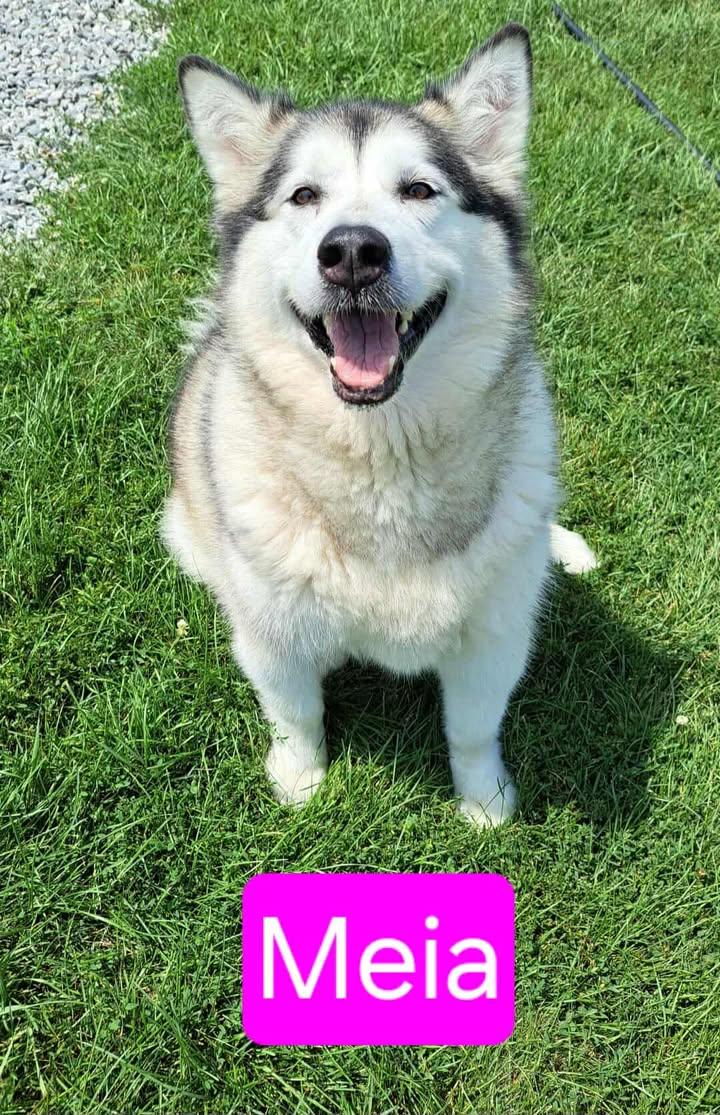 Meia, a ADOPTABLE Siberian Husky in Morocco, IN image 2/2
