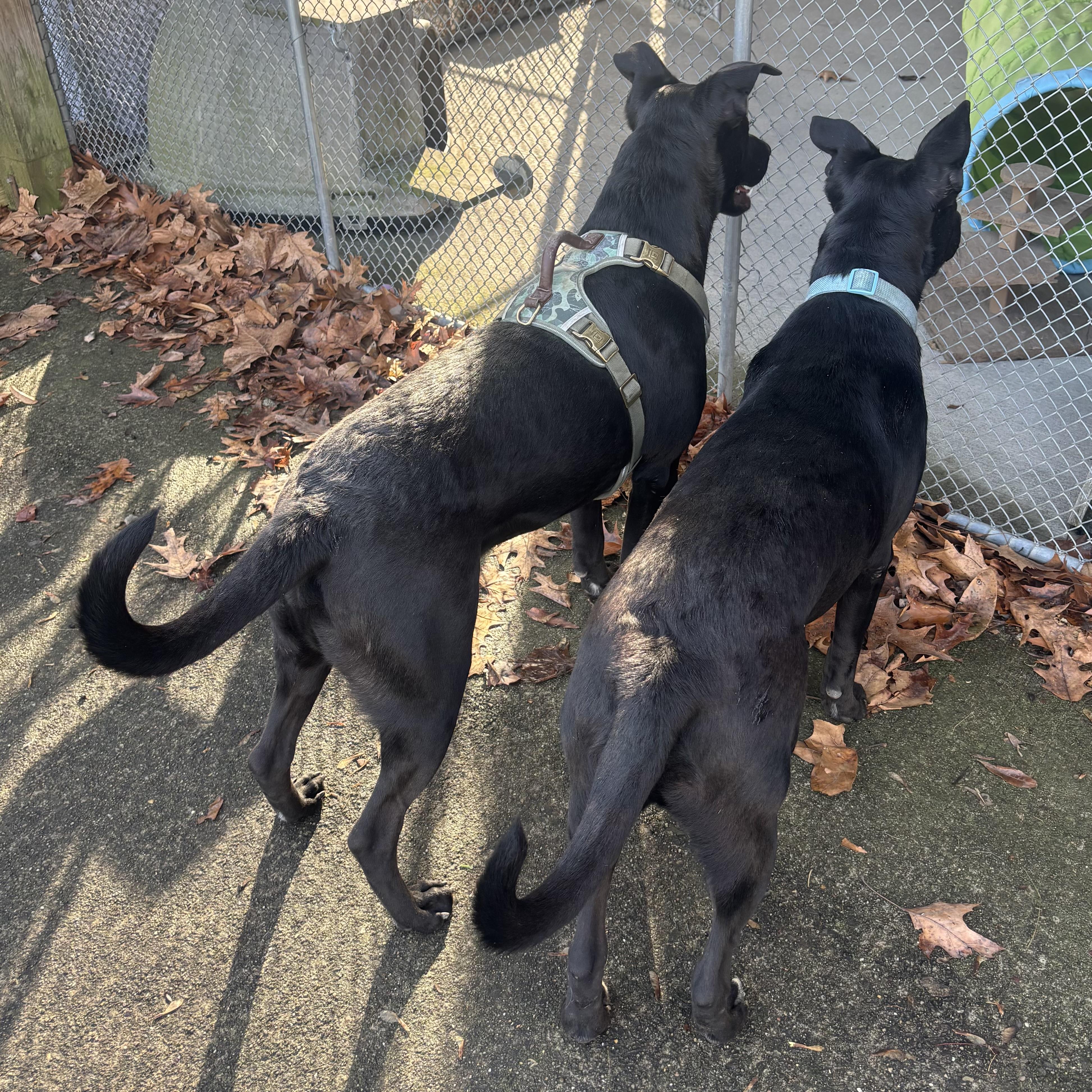 Enlarge Mac, a ADOPTABLE mixed breed in Waynesburg, PA image 4/6