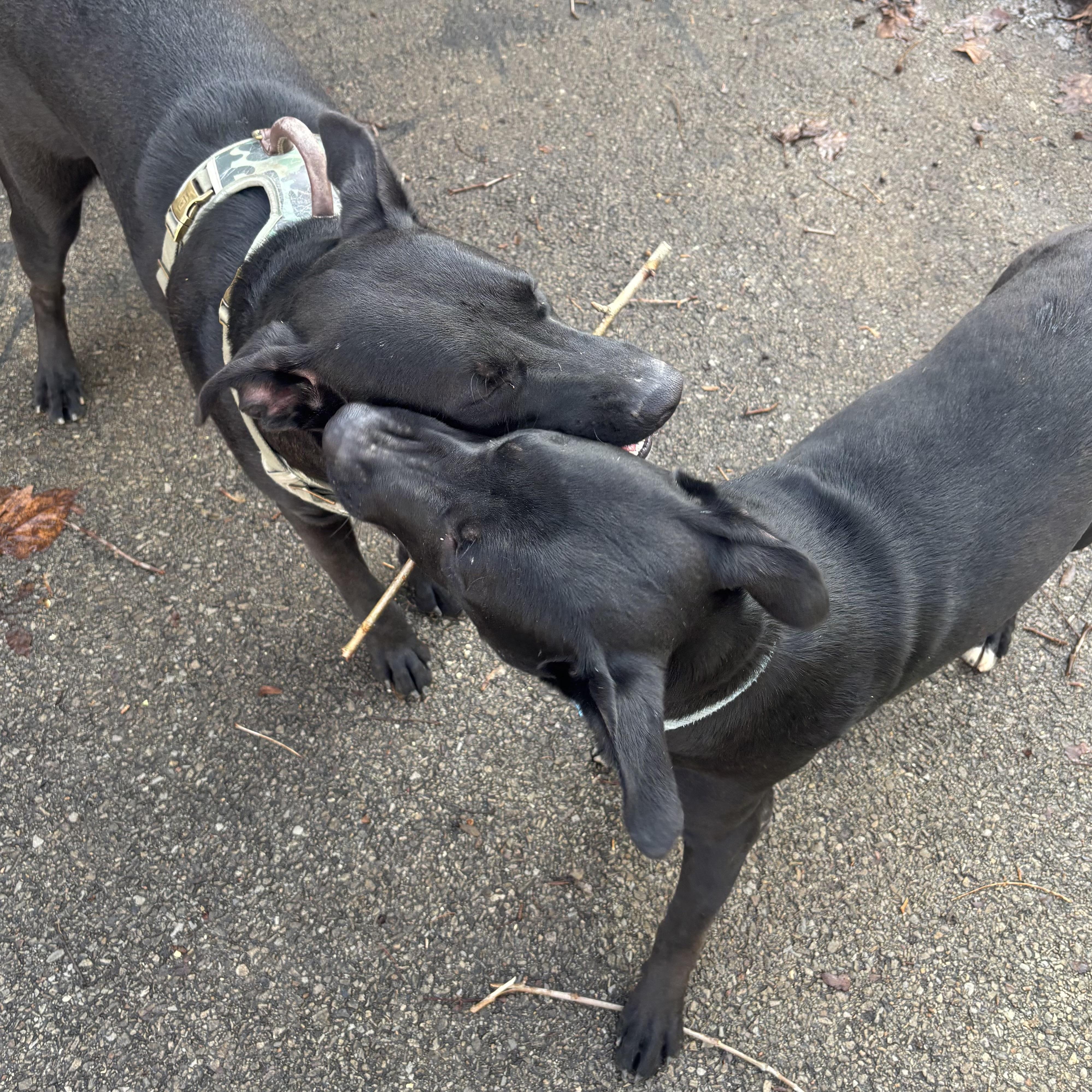 Enlarge Mac, a ADOPTABLE mixed breed in Waynesburg, PA image 6/6