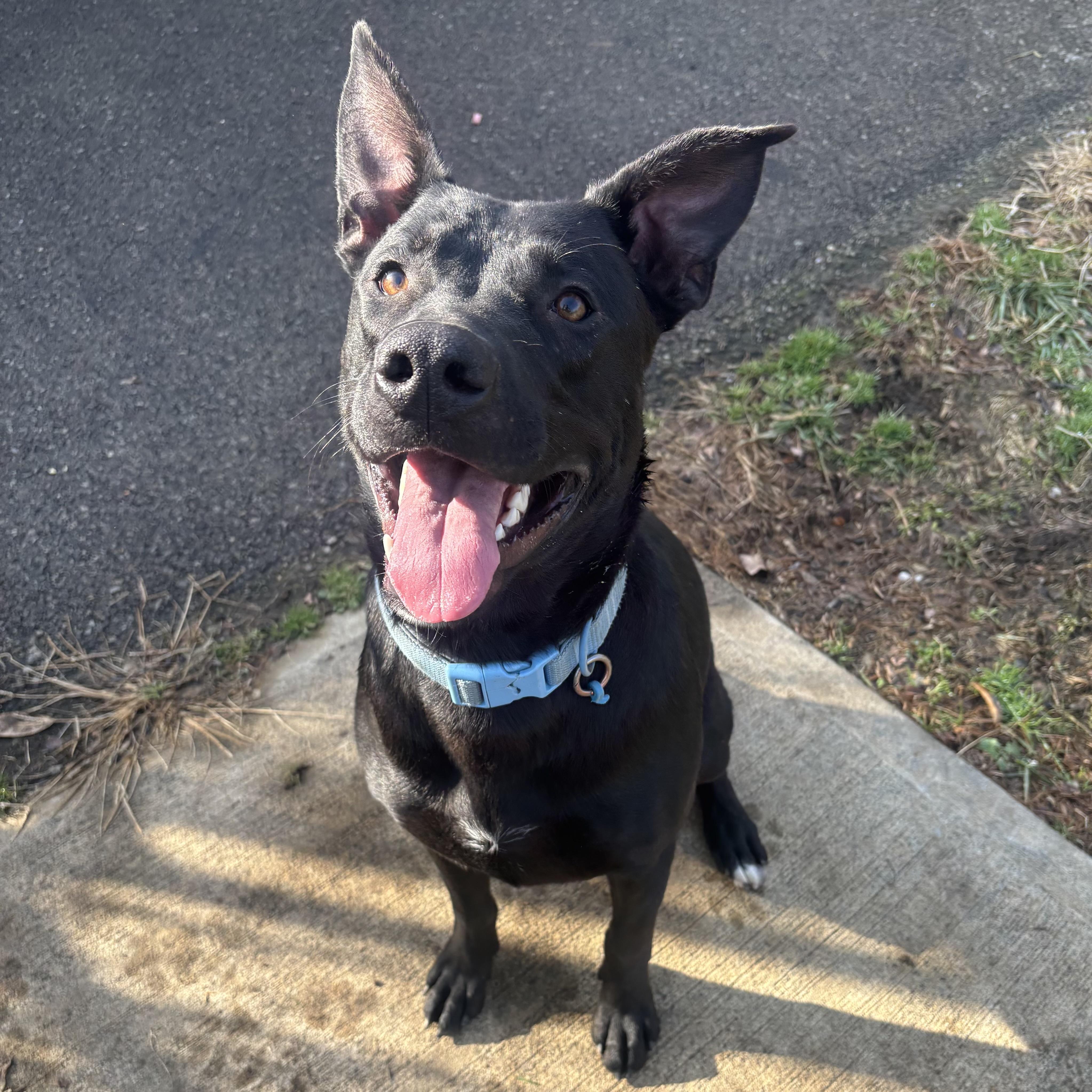Enlarge Mac, a ADOPTABLE mixed breed in Waynesburg, PA image 3/6
