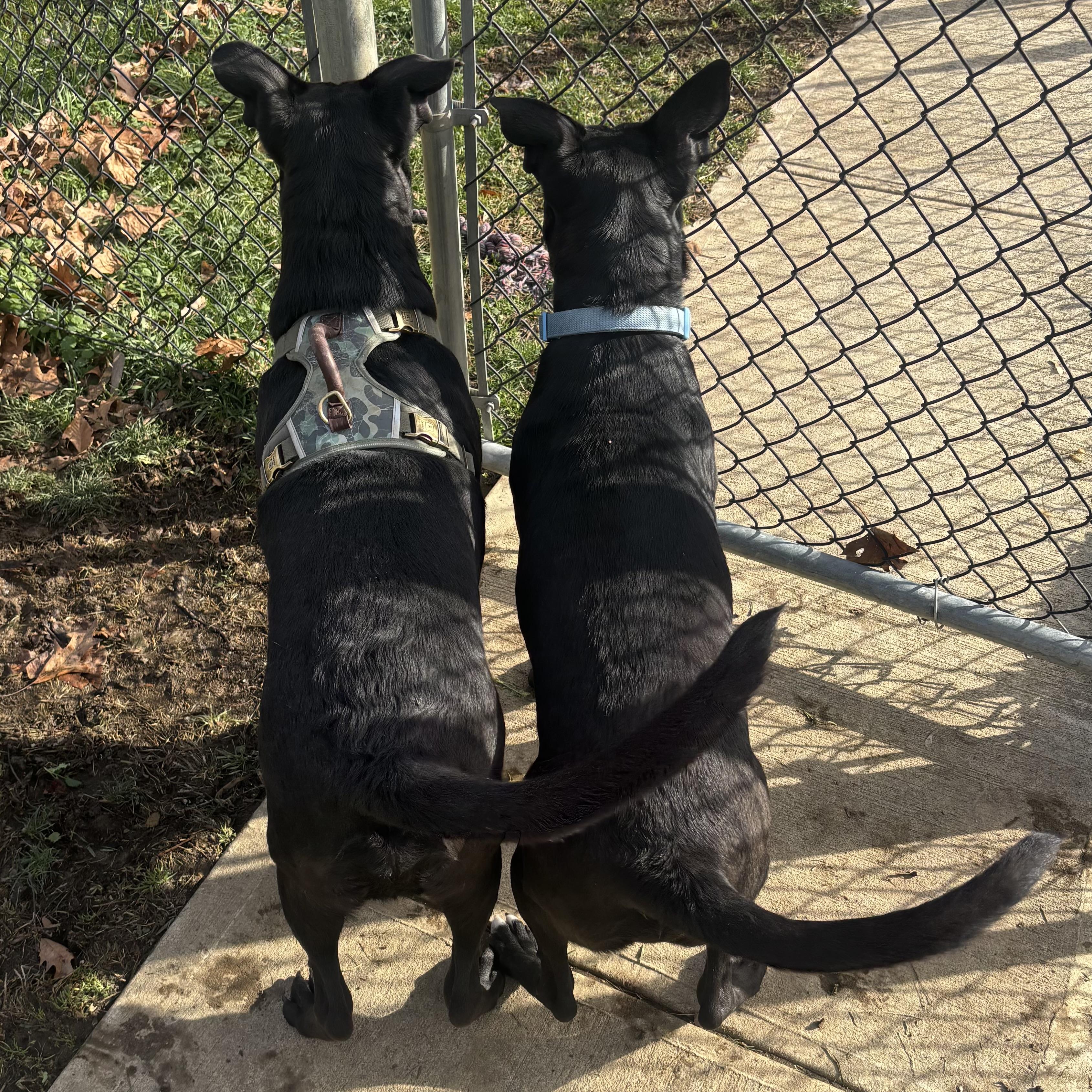 Enlarge Mac, a ADOPTABLE mixed breed in Waynesburg, PA image 5/6