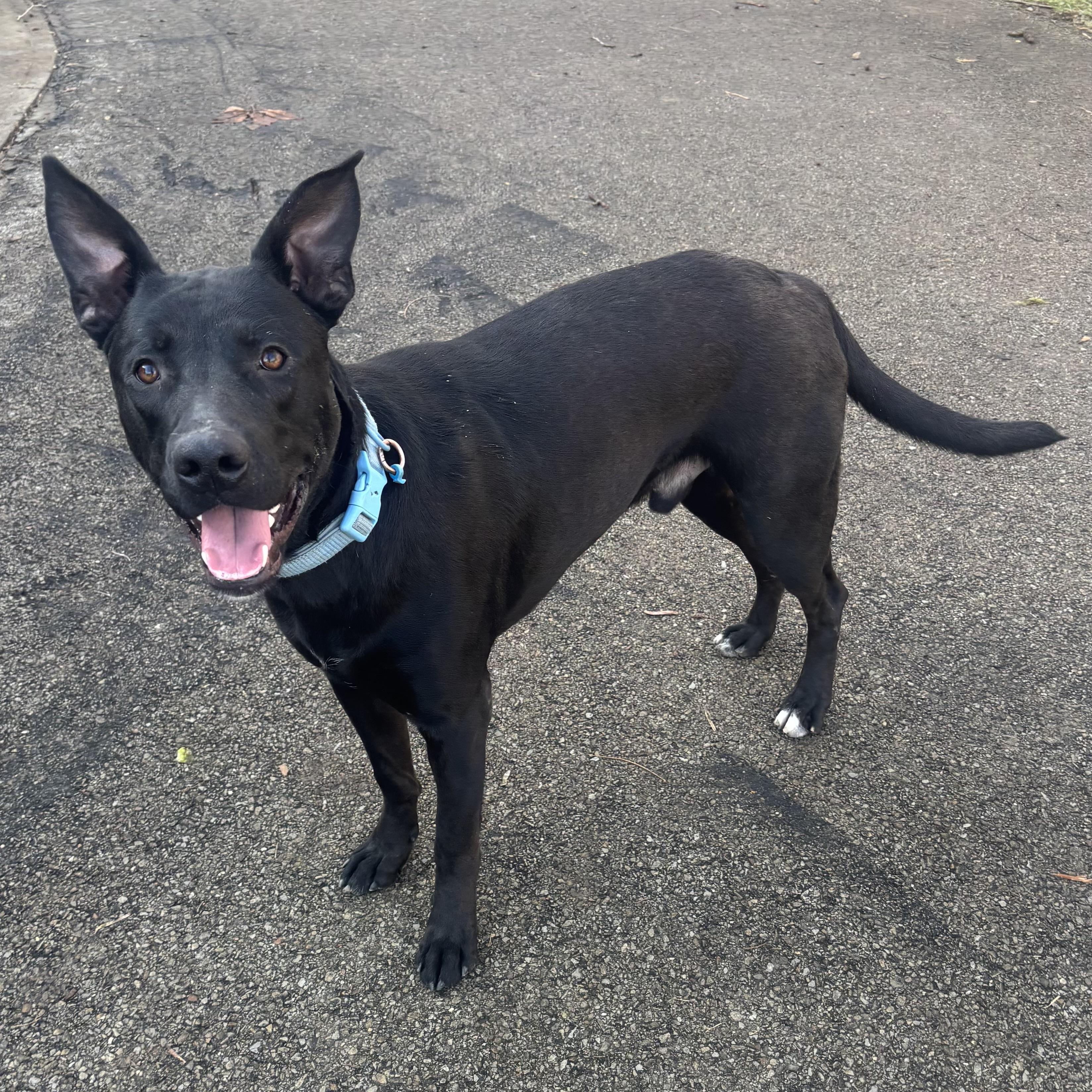 Enlarge Mac, a ADOPTABLE mixed breed in Waynesburg, PA image 2/6