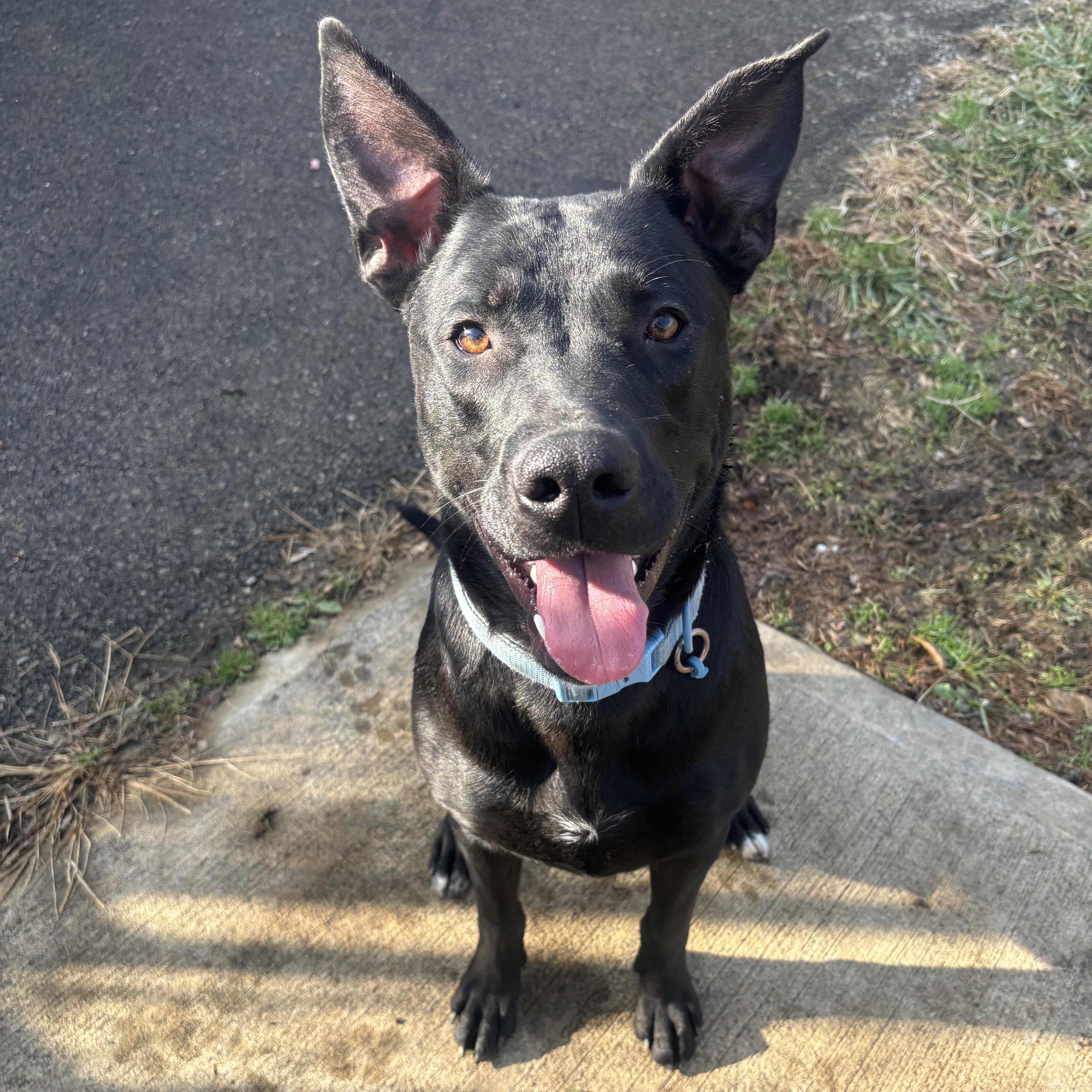Mac, ADOPTABLE, Young Male German Shepherd Dog.
